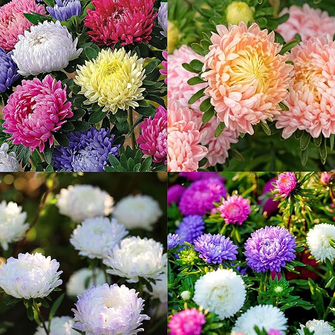 Mixrug Chrysanthemum Flowers Seeds for Planting, 1000pcs Rare Perennial Tanacetum Chrysanthemum Morifolium Flower Seeds, Heirloom Non-GMO Home Garden Wildflower in Outdoors Indoors