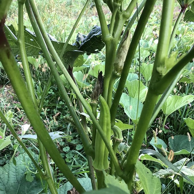 Organic Clemson Spineless Okra (Abelmoschus esculentus) 250 Seeds (25 Grams) - Common Ivy, Gobbo, Gumbo, Ivy Gum Plant, Ladies' Fingers, Ochro, Okra, Okro by Smoke Camp Crafts