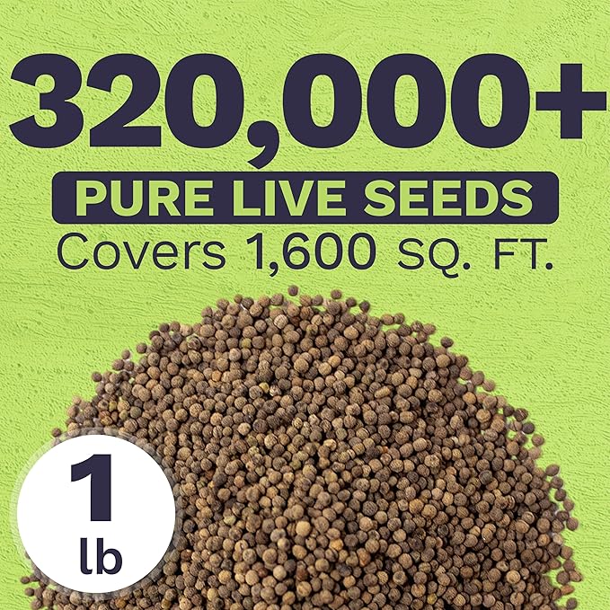 Bulk California Orange Poppy Wildflower Seeds - 1 Pound Bag - Over 320,000 Native Seeds - California State Flower!