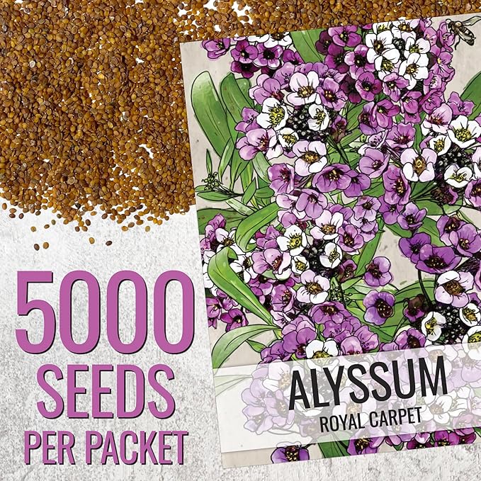 Seed Needs Royal Carpet Alyssum Seeds for Planting - Heirloom & Untreated - Tender Perennial Flowers to Attract Pollinators to Rock Gardens, Pots, Containers & Window Boxes (5 Packs)