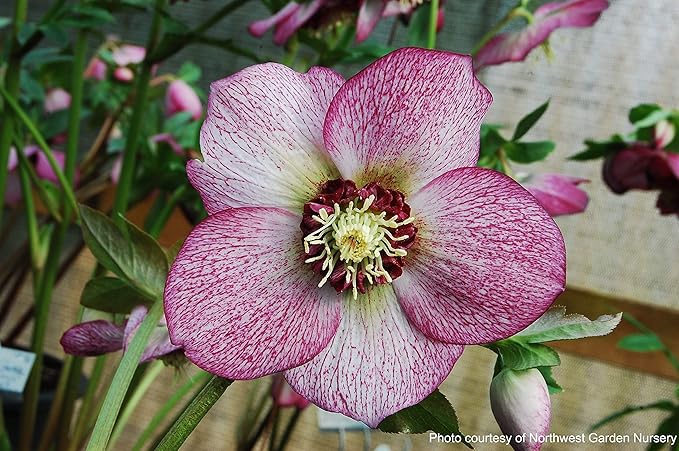 Perennial Farm Marketplace Helleborus x Winter Jewels 'Cherry Blossom' (Lenten Rose) Perennial, 1 Quart, Red Flowers
