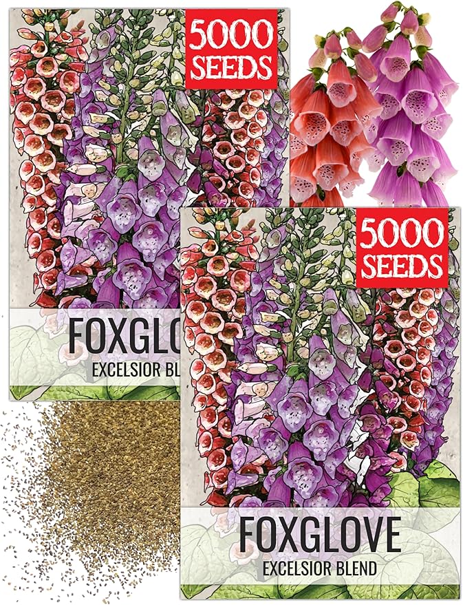 Seed Needs Excelsior Foxglove Seeds for Planting Mixed Fox Gloves - Heirloom & Open Pollinated Flowers to Plant an Outdoor Butterfly Garden with Colorful Wildflowers (2 Packs)