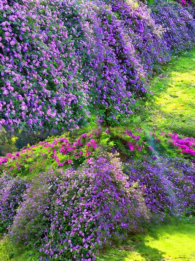 Mix Lantana Seeds for Planting, 350+pcs Rare Perennial Lantana Flower Seeds Plants, Heirloom NO-GMO Yard Potted Decoration Beauty Flowers Plants for Home Garden Outdoors