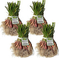 Bonnie Plants Sweet Red Onion, Live Plant, Onion Set, Short-Day Variety Ideal for Raised Beds and In-Ground Gardens, 4-Pack