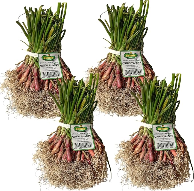 Bonnie Plants Sweet Red Onion, Live Plant, Onion Set, Short-Day Variety Ideal for Raised Beds and In-Ground Gardens, 4-Pack