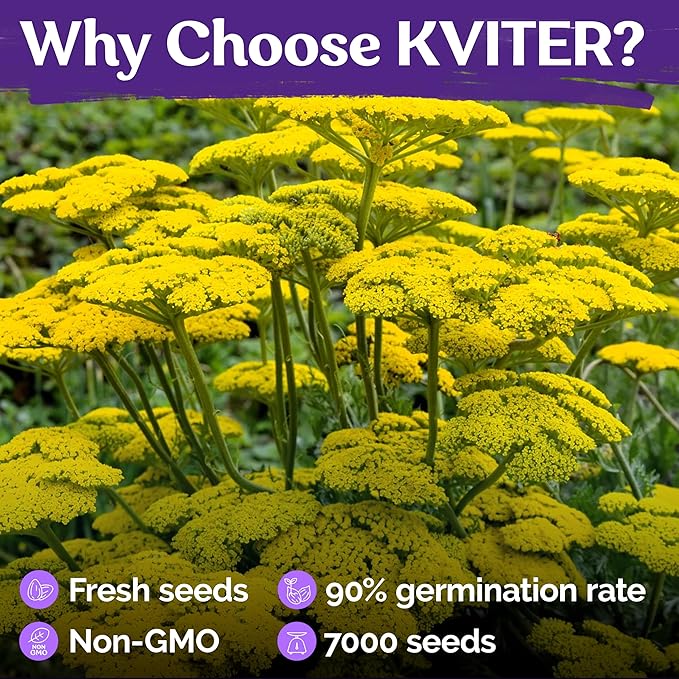 KVITER 7000 Gold Yarrow Seeds (Achillea Filipendulina) — Perennial Flower Seeds to Plant Outside, Heirloom & Organic — Native Wildflower Seed for Herb Garden, Beds, Containers & Meadows