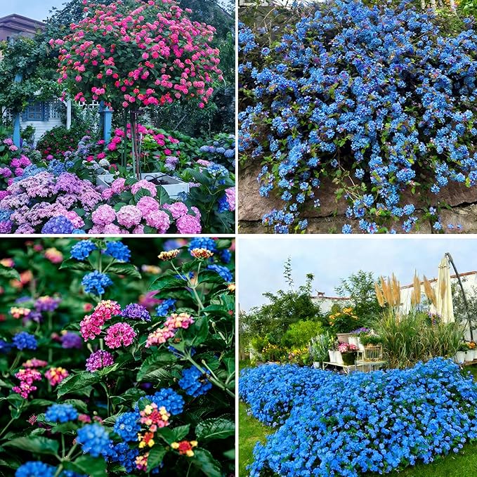 Mix Lantana Seeds for Planting, 350+pcs Rare Perennial Lantana Flower Seeds Plants, Heirloom NO-GMO Yard Potted Decoration Beauty Flowers Plants for Home Garden Outdoors