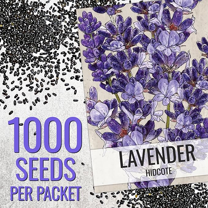 Seed Needs Lavender Seeds for Planting Hidcote Lavandula Plants - Non-GMO Heirloom & Untreated Medicinal Herb Seed to Plant & Grow an Outdoor Home Grown Herb Garden (1 Pack)