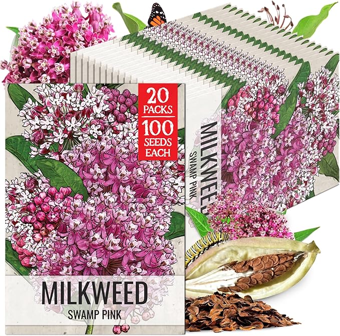 Seed Needs Milkweed Seeds for Planting Pink Swamp Asclepias incarnata - Heirloom & Untreated Perennial Flower Seed to Plant a Monarch Butterfly Garden (20 Packs)