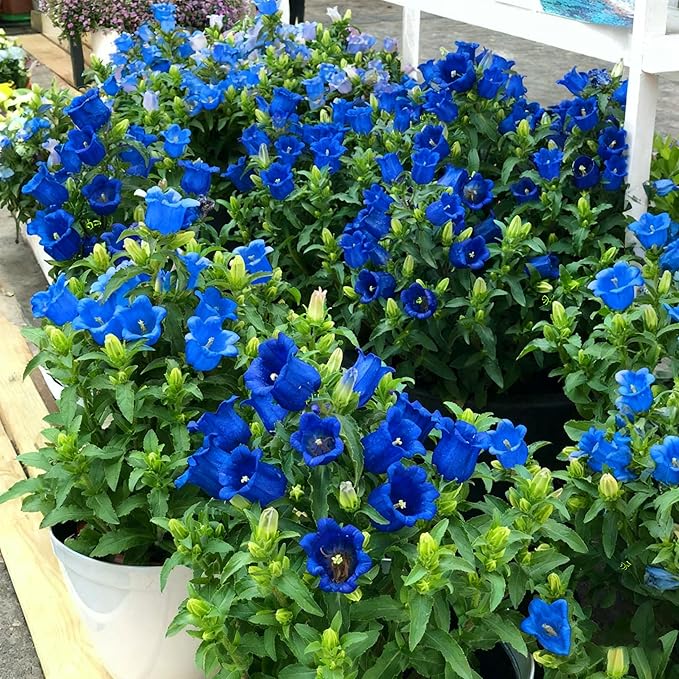 5000 Campanula Medium Bellflower Flower Seeds for Planting, Blue Campanula Flower Seed, Non-GMO Bellflower Seeds for Garden Borders Containers Home