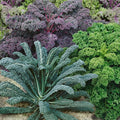 Garden Blend Kale Seeds - 4 Oz ~32000 Seeds - Non-GMO - Vegetable Garden, Growing Microgreens - Brassica oleracea