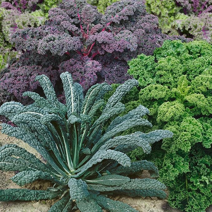 Garden Blend Kale Seeds - 2 g Packet ~500 Seeds - Non-GMO - Vegetable Garden, Growing Microgreens - Brassica oleracea