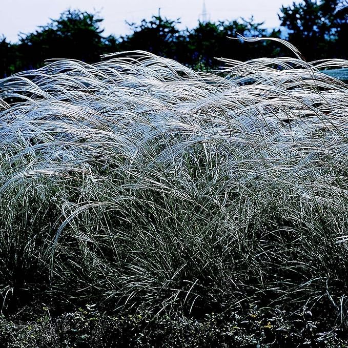 Outsidepride Early Hybrids Miscanthus Sinensis Seeds - 1,000 Pcs. Perennial, Drought & Heat Tolerant, Chinese Silver Ornamental Grass, Tall Growth, Low Maintenance for Landscaping & Privacy Screens
