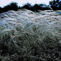 Outsidepride Early Hybrids Miscanthus Sinensis Seeds - 500 Pcs. Perennial, Drought & Heat Tolerant, Chinese Silver Ornamental Grass, Tall Growth, Low Maintenance for Landscaping & Privacy Screens