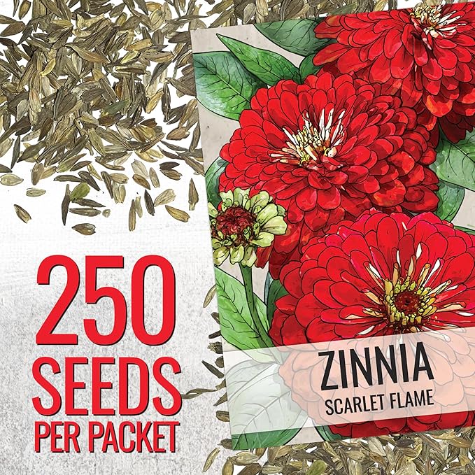 Seed Needs Zinnia Seeds for Planting Scarlet Flame Zinnias - Heirloom & Open Pollinated Annual Cut Flowers Perfect for Bouquets - Plant a Wildflower Butterfly Garden (1 Pack)