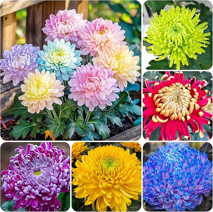 100+Rainbow Chrysanthemum Seeds for Planting Outdoors -Perennial Ornamental Flowering Planting Garden and Pots