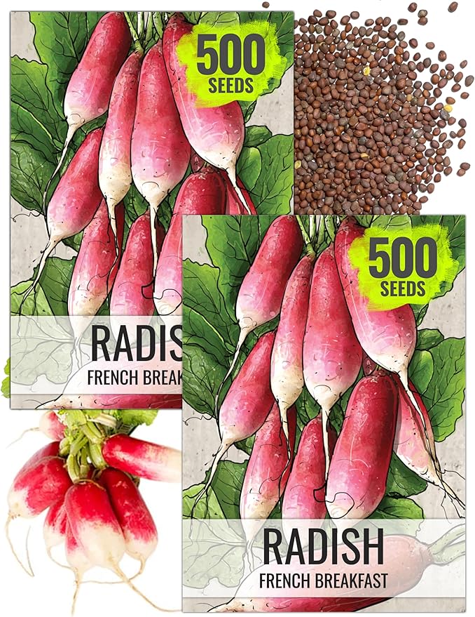 Seed Needs Radish Seeds for Planting French Breakfast Radishes - Non-GMO Heirloom & Untreated - Grow a Home Grown Vegetable Garden - Cool Weather Crops (2 Packs)