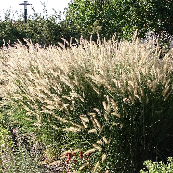 Outsidepride Pennisetum Alopecuroides Fountain Ornamental Grass Seeds - 200 Pcs Perennial, Drought Tolerant Fountain Grass with Bottle-Brush Plumes for Low Maintenance Xeriscapes & Flower Arrangements