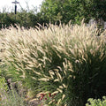 Outsidepride 100 Seeds Perennial Pennisetum Alopecuroides Fountain Ornamental Grass Seed for Planting