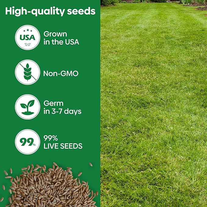 Groundio Winter Rye Seeds, 3lbs Non-GMO Cover Crop Seeds, Annual Secale Cereale to Plant for Lawn Alternative, Rye Grass Seed Grown in The USA