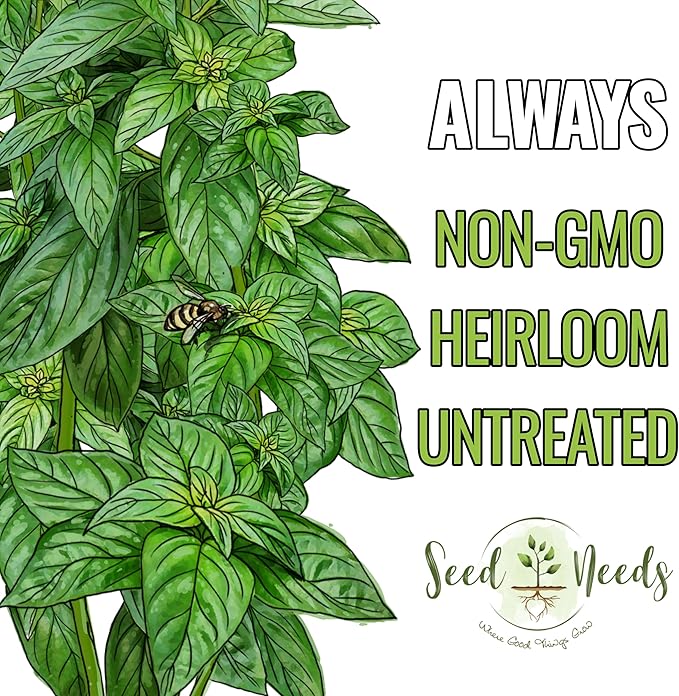Seed Needs Sweet Genovese Basil Seeds for Planting - Non-GMO Heirloom & Untreated Culinary Herb Seed to Plant an Indoor or Outdoor Home Grown Kitchen Garden (2 Packs)