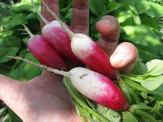 Seeds Vegetable French Radish 18 Days Early Red Heirloom - 300 Seeds