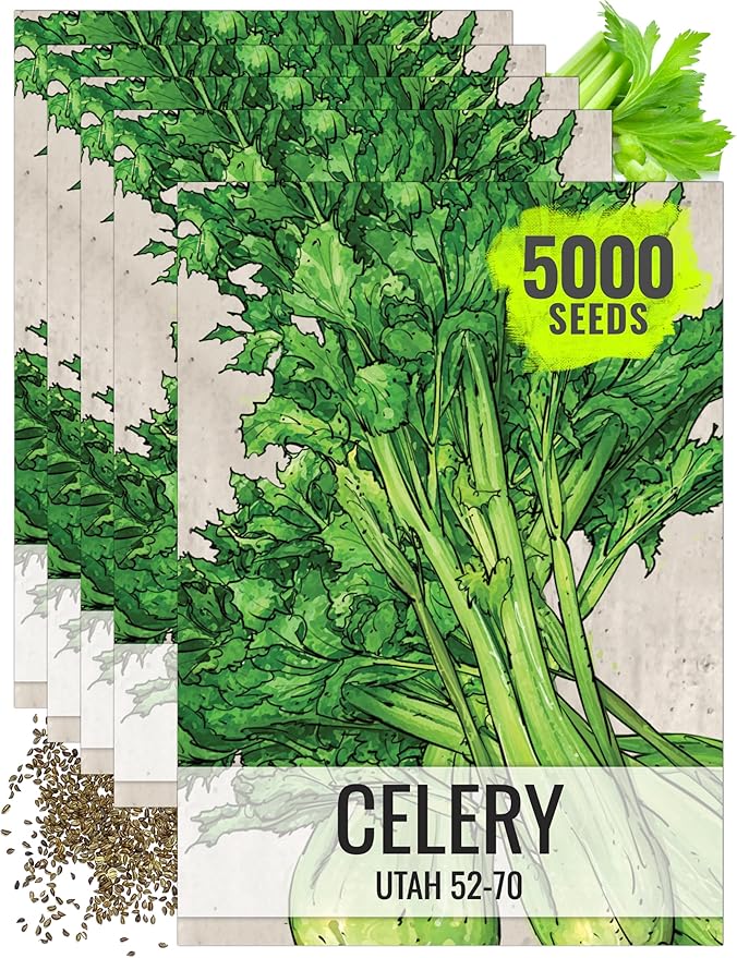 Seed Needs Celery Seeds for Planting Utah 52-70 Celery - Non-GMO, Heirloom & Untreated - Grow a Home Grown Outdoor Vegetable Garden for Fresh Produce (5 Packs (5,000 Seeds))