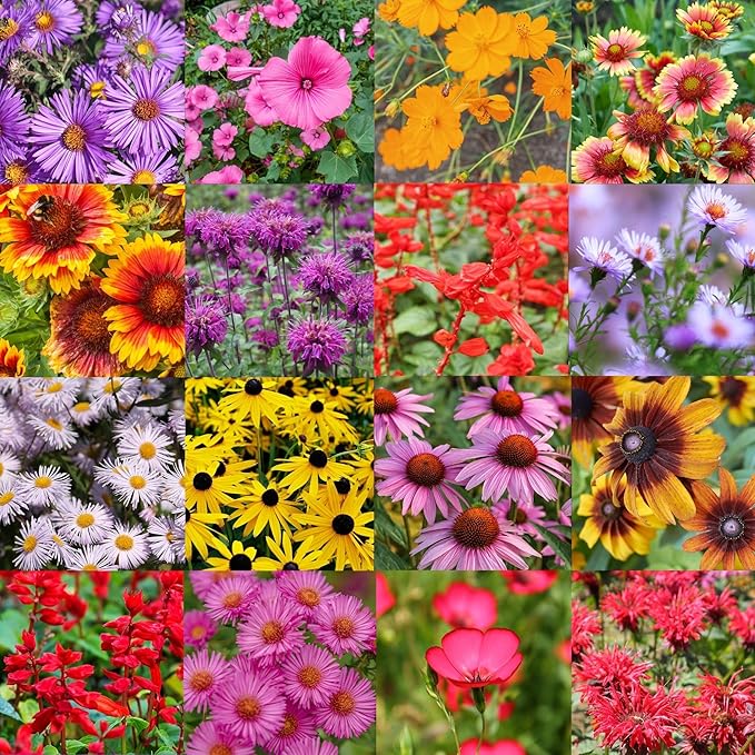 New Hampshire Bulk Perennial Wildflower Seed Mix 1lb Covers 2,000sq-ft - Attract Pollinators, Multi-Color Blooms - Northeast US Species Plant in Spring/Fall - Earth-Friendly Packaging (1/4 Pound)