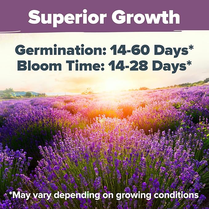 HOME GROWN English Lavender Seeds 2 Pack 3000 Non GMO Wildflower Seed, for Planting Indoor Outdoor High Germination Flower Seeds (Lavandula antustifolia)