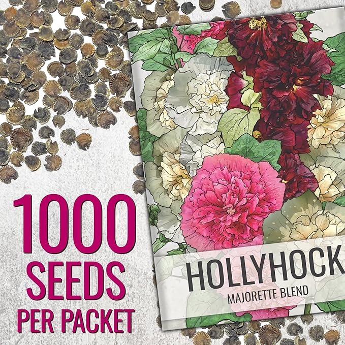 Seed Needs Hollyhock Seeds Double Majorette Blend | 1,000+ Heirloom Seeds Alcea Rosea Biennial Flower | Bulk Holly Hock Seed Garden Favorite | Multicolored Blooms Attracts Pollinators