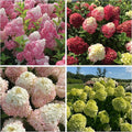 250+ Mixed Panicle Hydrangea Seeds for Planting Flowers Bush Plants Non-GMO Heirloom Seeds Perennial Flower Plant Wedding Outdoor Garden