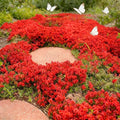 Red Creeping Thyme Ground Cover Flower Seeds for Planting, 20000+pcs Perennial Red Creeping Wild Thymus Seeds, Non-GMO Heirloom Wild Thymus Serpyllum Flower Plants for Home Garden Outdoors