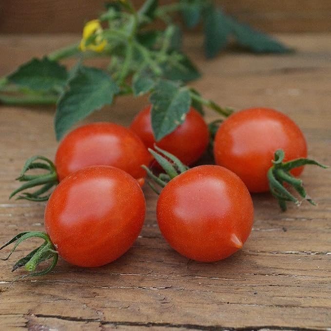 Sweetie Cherry Tomato - 50 Seeds - Popular Heirloom Cherry Tomato, Highly Productive & Deliciously Sweet, Non-GMO Heirloom Cherry Tomato Seeds for Planting in The Home Garden, Thresh Seed Company
