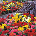 Park Seed Zinnia Seeds, Planting Flowers, Easy to Grow, Non-GMO, Perfect for Spring Garden, Dreamland Mix, Pack of 25