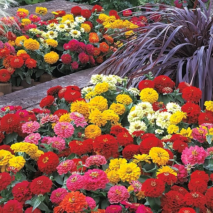 Park Seed Zinnia Seeds, Planting Flowers, Easy to Grow, Non-GMO, Perfect for Spring Garden, Dreamland Mix, Pack of 25