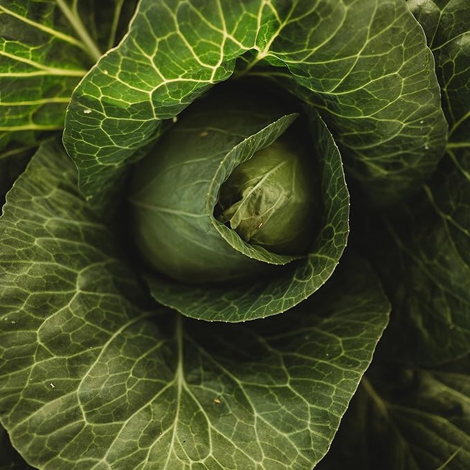 Charleston Wakefield Cabbage - 100 Seeds - Heirloom & Open-Pollinated Variety, Non-GMO Vegetable Seeds for Planting Outdoors in The Home Garden, Thresh Seed Company