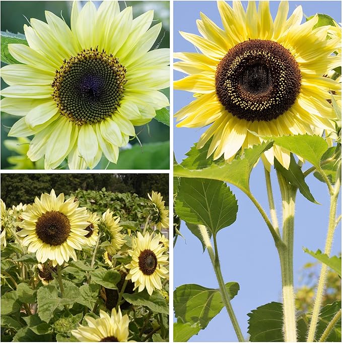 Seed Needs Sunflower Seeds for Planting Lemon Queen Sunflowers - Heirloom & Open Pollinated Flower Seed to Plant & Grow an Outdoor Home Grown Butterfly Garden (2 Packs)