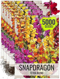 Seed Needs, Mixed Tetra Snapdragon Seeds - 1,000 Heirloom Seeds for Planting Antirrhinum majus - Annual Flowers to Attract Butterflies, Bumblebees, Honeybees & Other Pollinators (5 Packs)