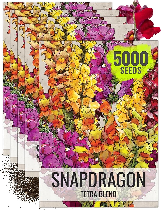 Seed Needs, Mixed Tetra Snapdragon Seeds - 1,000 Heirloom Seeds for Planting Antirrhinum majus - Annual Flowers to Attract Butterflies, Bumblebees, Honeybees & Other Pollinators (5 Packs)