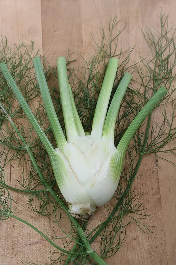 Burpee Orion Hybrid Fennel Seeds 100 seeds