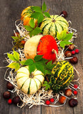 Decorative Pumpkin Seed Mix Ornamental Squash Gourd Mix 10 Non-GMO Seeds for Planting