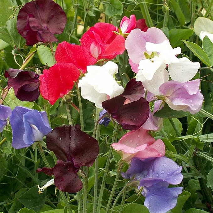 Outsidepride Royal Mix Sweet Pea Seeds - 250 Pcs Annual, Easy to Grow, Vine Seeds for Planting Fragrant, Long-Lasting Flowers with Free-Flowering Habit & Tall Size for Vertical Gardens