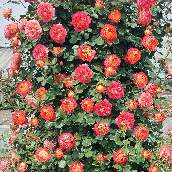 Climbing Rose Seeds for Planting, 300+pcs Rare Rosa Rose Flower Seeds Plants, Non-GMO Heirloom Attracts Pollinators Blooms Beauty Flowers for Home Garden Outdoors