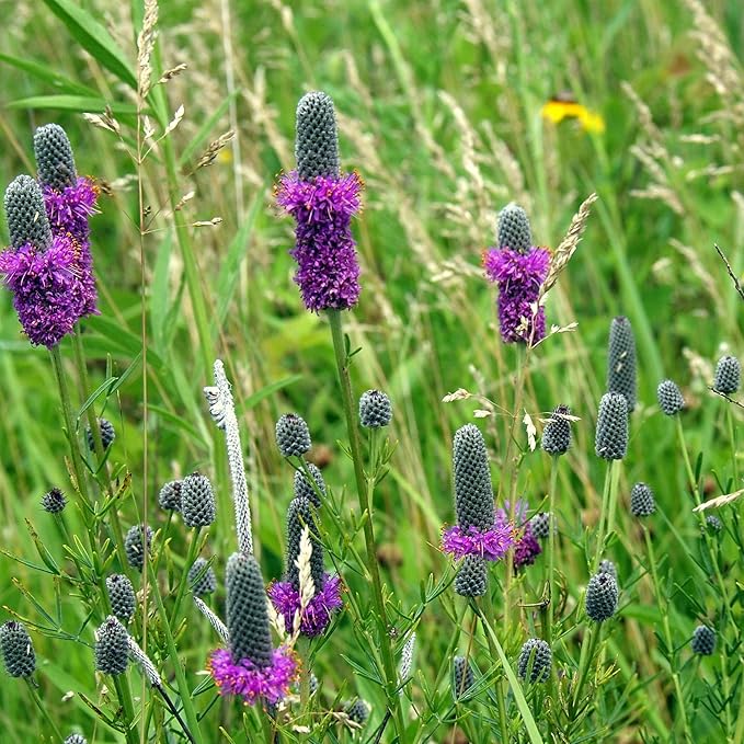 Outsidepride Purple Prairie Clover Seeds - 1/4 lb. Perennial Seeds for Planting, Easy to Grow, Drought & Heat Tolerant, High Protein Forage for Livestock, Ideal for Meadow Gardens, & Xeriscaping