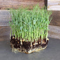 Organic Yellow Pea Sprouting Seeds - 25 g Packet ~75 Seeds - Non-GMO, Heirloom - Microgreens Pea Shoots, Sprouts, Vegetable Garden, Cover Crop