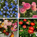 1000+ Strawflower Seeds for Planting, Annual Mixed Color Xerochrysum Seeds, Non-GMO Strawflower Flower Seeds for Home Garden Outdoor