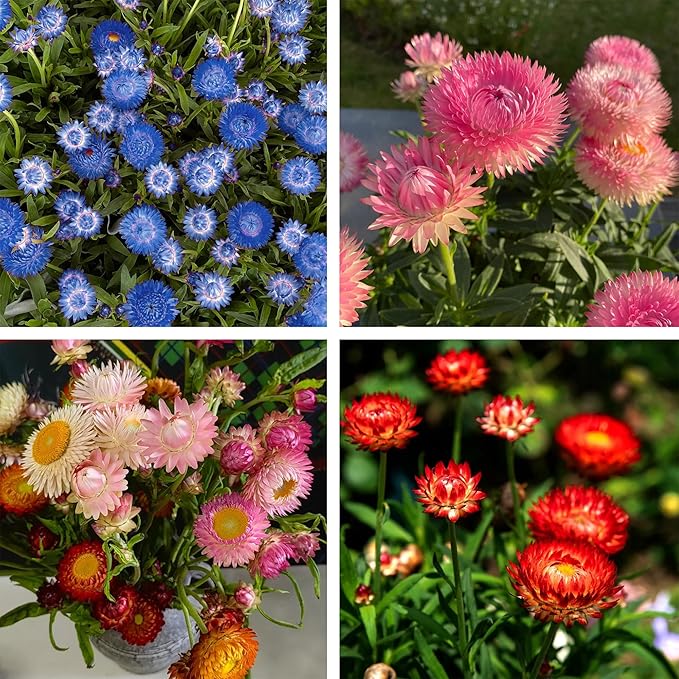 1000+ Strawflower Seeds for Planting, Annual Mixed Color Xerochrysum Seeds, Non-GMO Strawflower Flower Seeds for Home Garden Outdoor