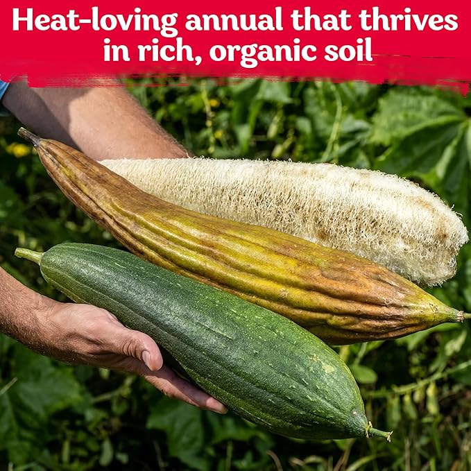 KVITER 40 Luffa Seeds (Luffa Aegyptiaca) – Loofa, Loofah Sponge Gourd Heirloom Seeds, Ideal Non GMO & Organic Natural Sponge – Loofah Seed for Planting from USA to Grow in Your Home Vegetable Garden