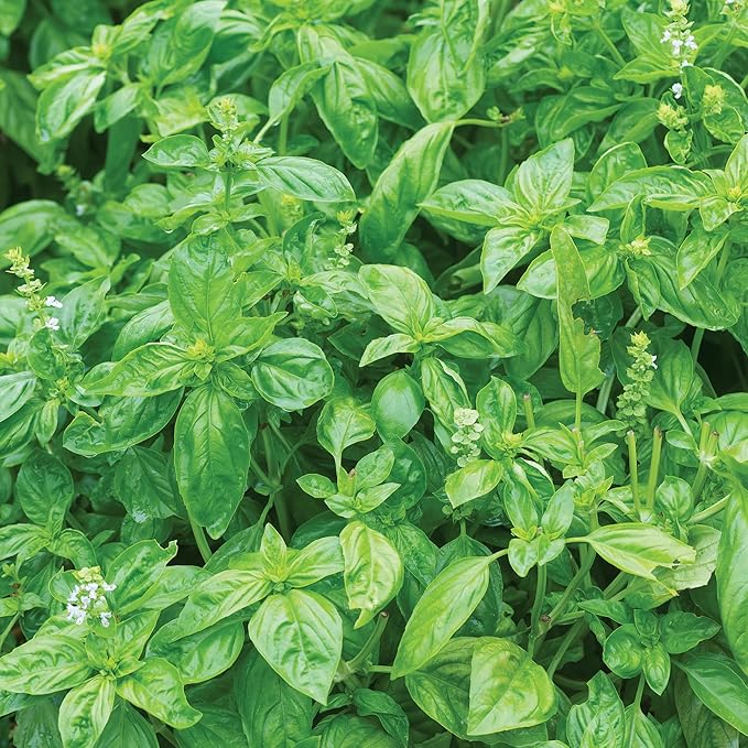 Burpee Organic Genovese Basil Seeds - Certified Organic Pesto Herb