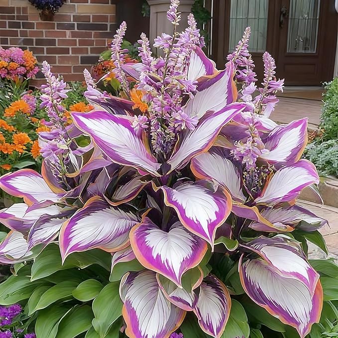 Hosta Seeds for Planting, 300+ Mixed Color Perennial Hosta Seed, Heirloom Non-GMO Hosta Seeds for Bonsai Decoration, Home Garden